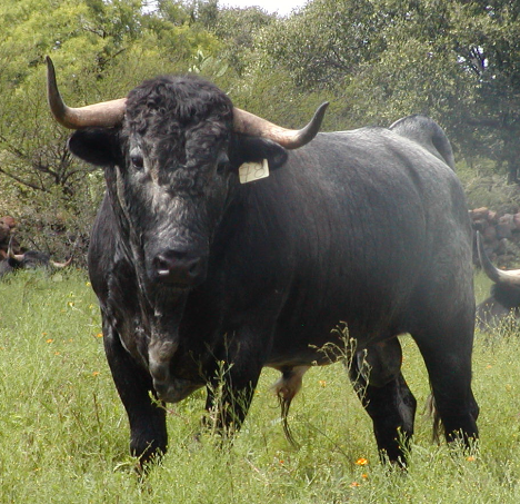 Carlos IV el rey que prohibió las corridas de toros en España