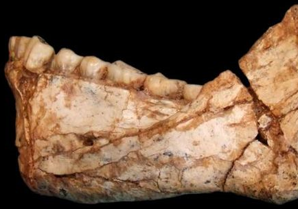 El fósil más antiguo de la humanidad