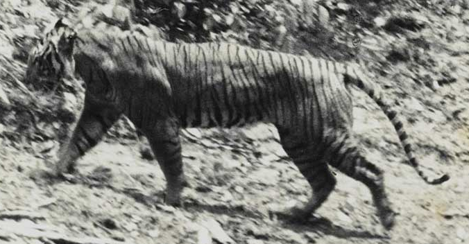 27 Septiembre 1937 se extingue el Tigre de Bali